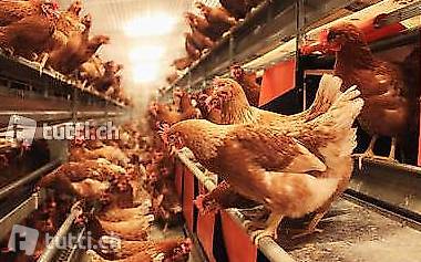 Industrieanlage Bodenhaltung für Hühner, für Export