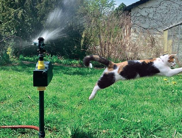 Katzenschreck Katzen Mit Wasser Vertreiben Verjagen In Schwyz