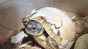 Schildkröten zu verkaufen