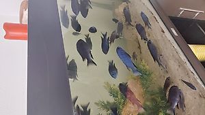 Aquarium Komplett Fische und Filter