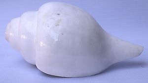 Plain White Conch Shell