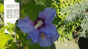 Gartenhibiskus/Hibiscus Syriacus Bleu,  verschiedene Grössen