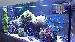 Wunderschönes komplettes Meerwasser- Aquarium