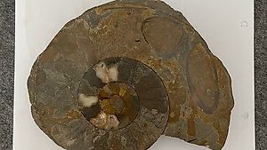 Ammonit Fossil Versteinerung Schnecke