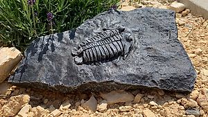 Trilobit, Fossilien, Gartenfossil, Gartenfigur, Steinfigur 