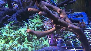 Montipora digitata rote Meerwasser Koralle Steinkoralle