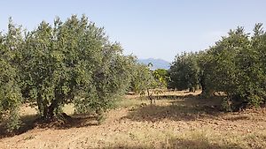 90 Olivenbäume hundertjährig, gepflegt