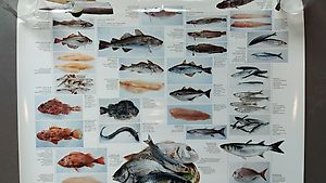 Plakat / Poster Fische Meeresfische 1