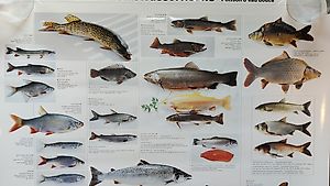 Poster / Plakat Fische Süsswasserfische