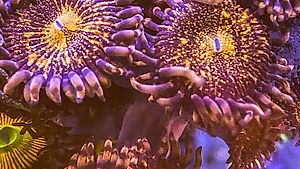 Zoanthus Reverse Space Monster Korallen Ableger