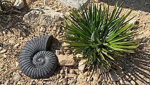 Ammonit, Fossilien, Gartenfossil, Gartenfigur, Steinfigur