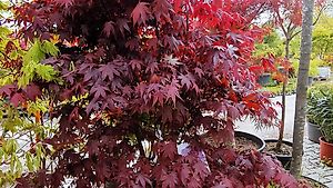 Roter Fächerahorn 'Bloodgood' Acer palmatum 'Bloodgood'
