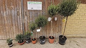 Olivenbäumchen, Olea europaea