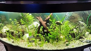 Juwel Panorama Aquarium mit Untermöbel