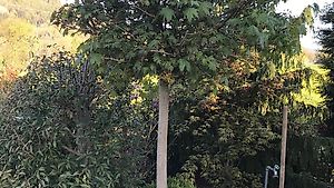 Kugel-Spitzahorn, Acer platanoides 'Globosum'