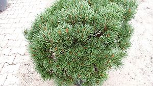 Zwerg-Kiefer Pinus sylvestris "Chantry Blue"