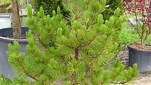 Zwerg-Schlangenhaut-Kiefer Pinus leucodermis 'Compact Gem'