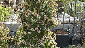 Lorbeer-Schneeball Viburnum tinus 125/150cm