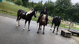Pferdebereuung und Training