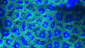 Zoanthus blueberry Koralle für Meerwasseraquarium