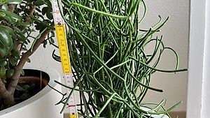 Bleistiftkaktus, -Pflanze, 70cm im Terrakotta Topf 