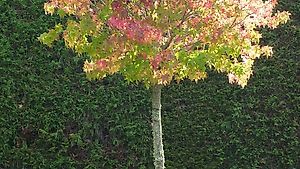 Amberbaum (Liquidambar styraciflua) 'GumBall' Stammhöhe 70cm