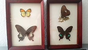 Bilder mit echten Schmetterlingen
